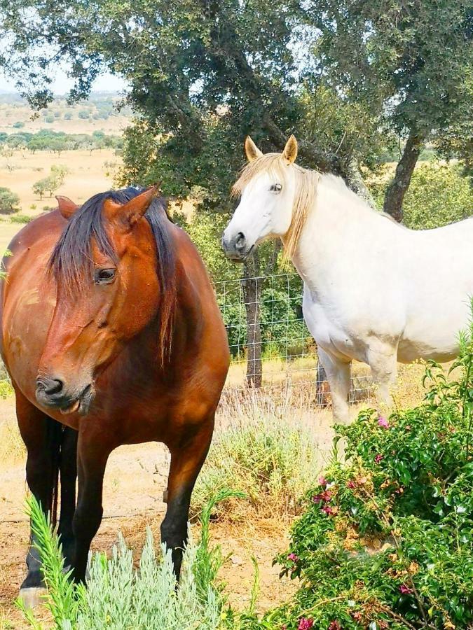إيستريموز Sharish - Monte Das Estevas المظهر الخارجي الصورة